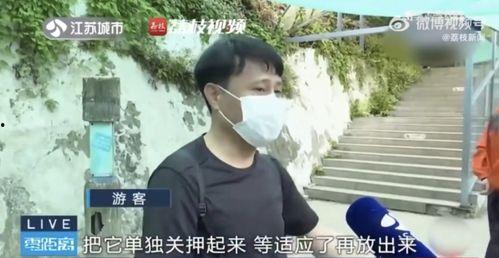 网红吃瓜挨打